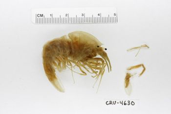 Media type: image;   Invertebrate Zoology CRU-4630 Description: Preserved specimen.;